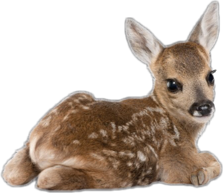 Deer Babydeer Fawn Bambie Cute Sweet Doeeyes Nature - Soft Pillow Case Cover Animal Custom Cotton 41cm X (447x387), Png Download