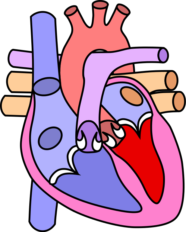 File - Heart Normal - Svg - Diagram Of The Heart No Labels (617x768), Png Download