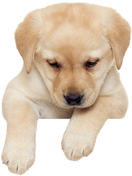 Puppies Png Picture - Puppy Png (400x500), Png Download
