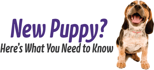 New Puppy - Dog Yawns (600x256), Png Download