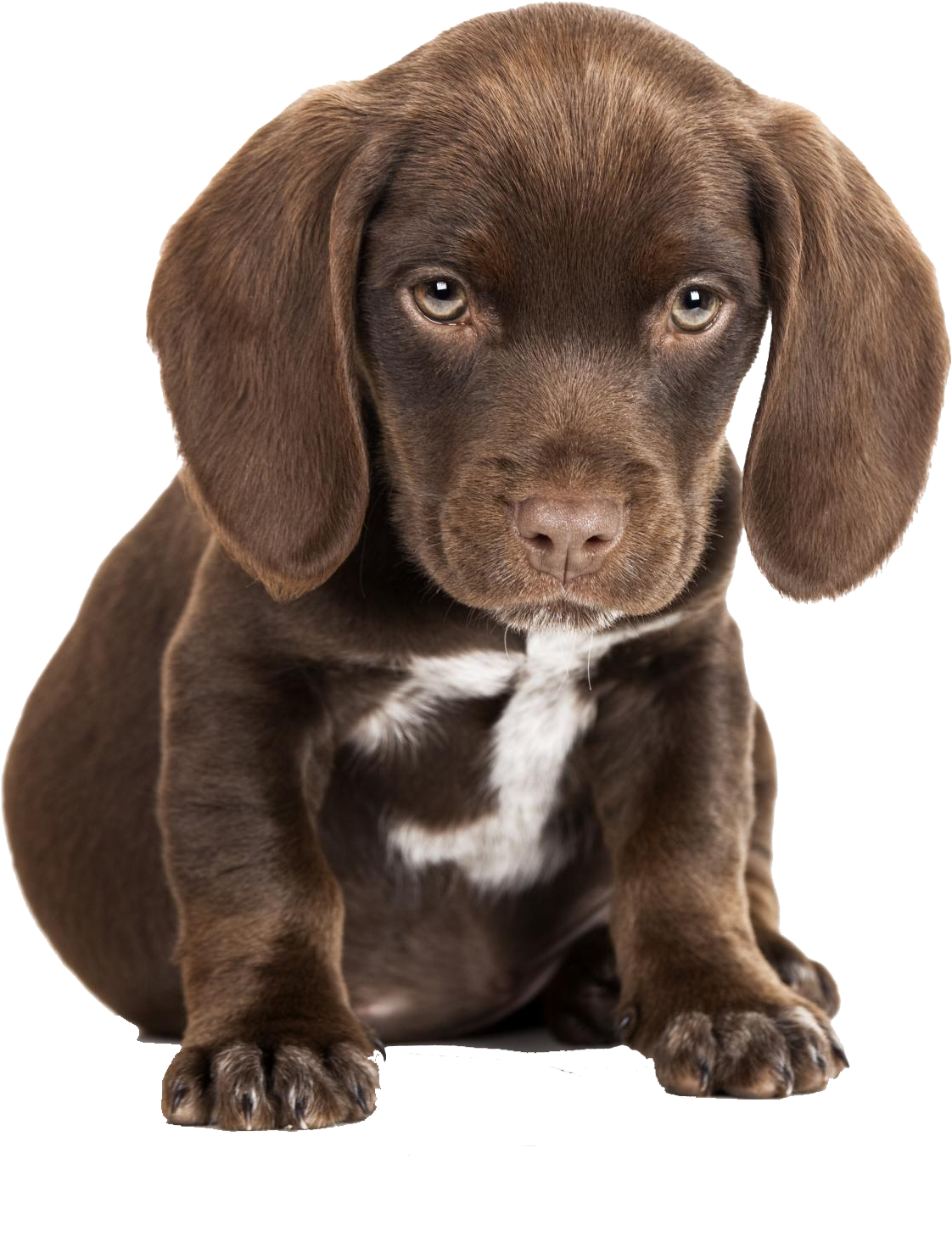 Cute Sad Puppy Png (1732x1732), Png Download
