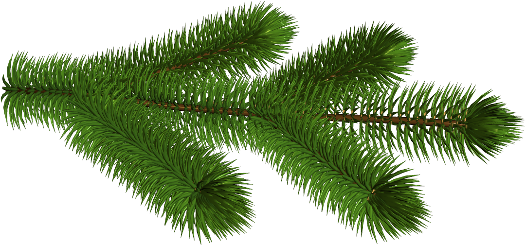 Transparent Pine Branch 3d Clipart Picture - Christmas Tree Branch Transparent Background (1095x516), Png Download