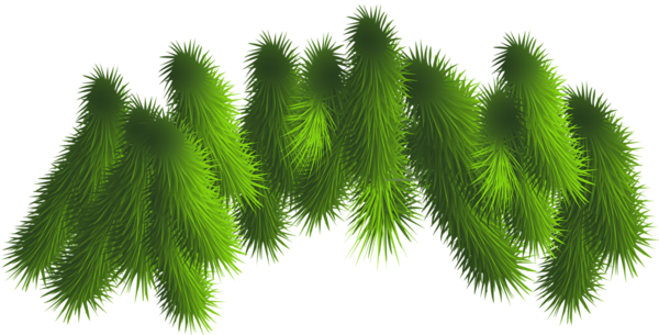 Transparent Pine Branches Png Clipart - Christmas Tree Branch Clip Art (600x305), Png Download