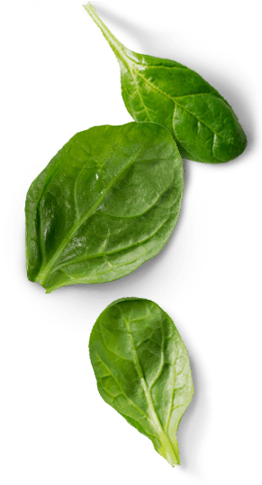 download left vignette basil full size png image pngkit download left vignette basil full