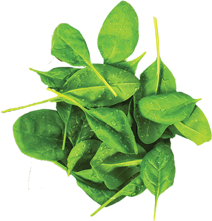 Search For - - Spinach (500x500), Png Download