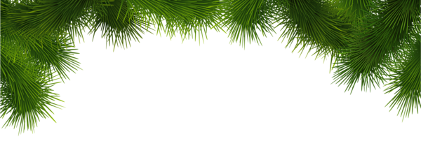 Pine Deco Branches Png Clip Art - Clip Art (600x202), Png Download