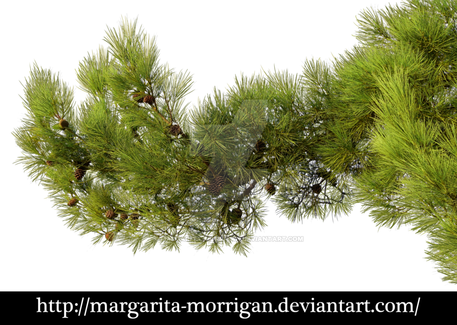 Branch By Margarita Morrigan - Pine Tree Branch Png (900x640), Png Download