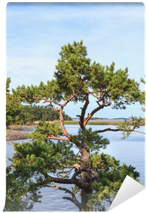 American Pitch Pine (400x400), Png Download