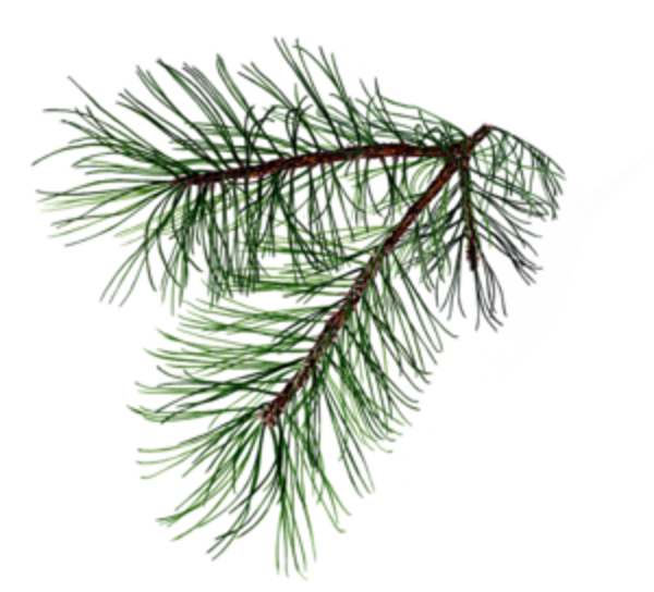 Pine Branch, Possibly For My Dedication Tattoo - New Nordic Wonder Legs - 60 Tablets (2 Packs Of 30 (600x544), Png Download