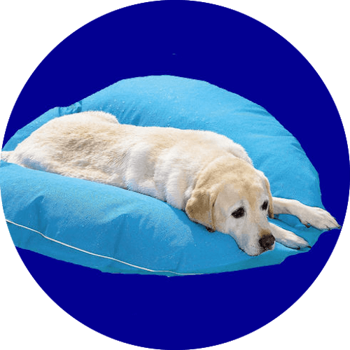 Pet Float - Dog In Pool (500x500), Png Download