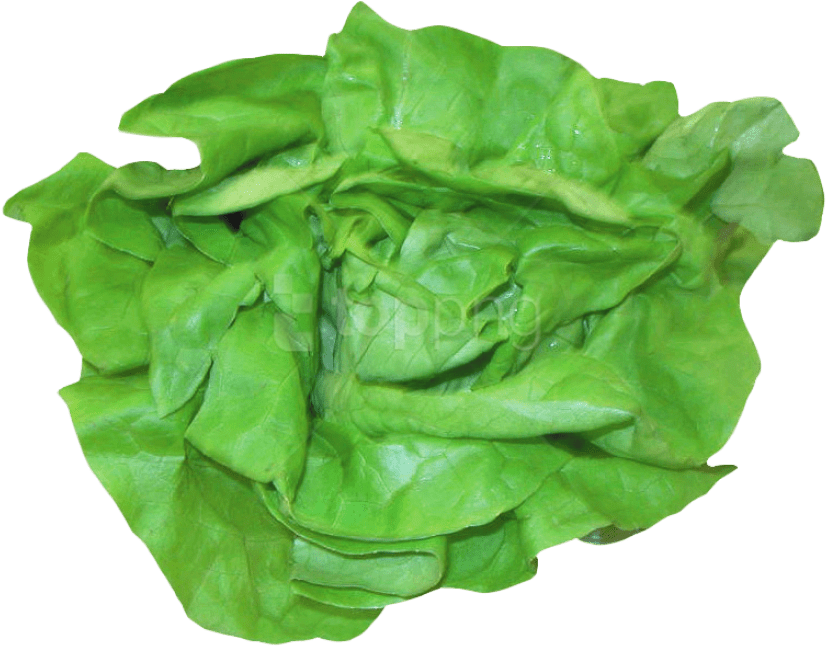 Fresh Lettuce Png Image - Lettuce (776x615), Png Download