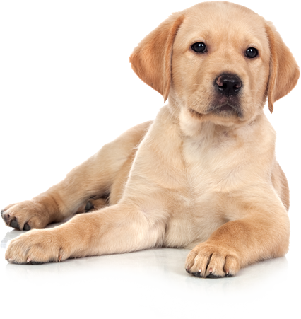 Cani Png - Cani In Png (426x451), Png Download