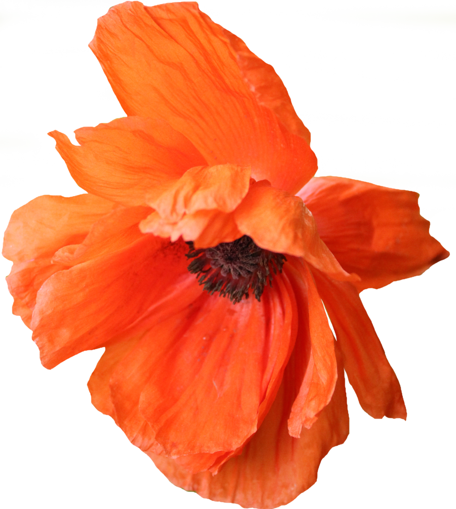 Poppy Family (900x1003), Png Download