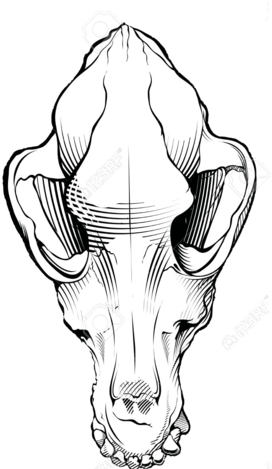 Dog Skull Black And White Free Dog - Dog Skull Drawing (280x480), Png Download