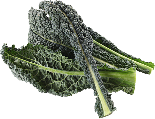 Download Kale Drawing Wild Mustard Black Kale Full Size PNG Image
