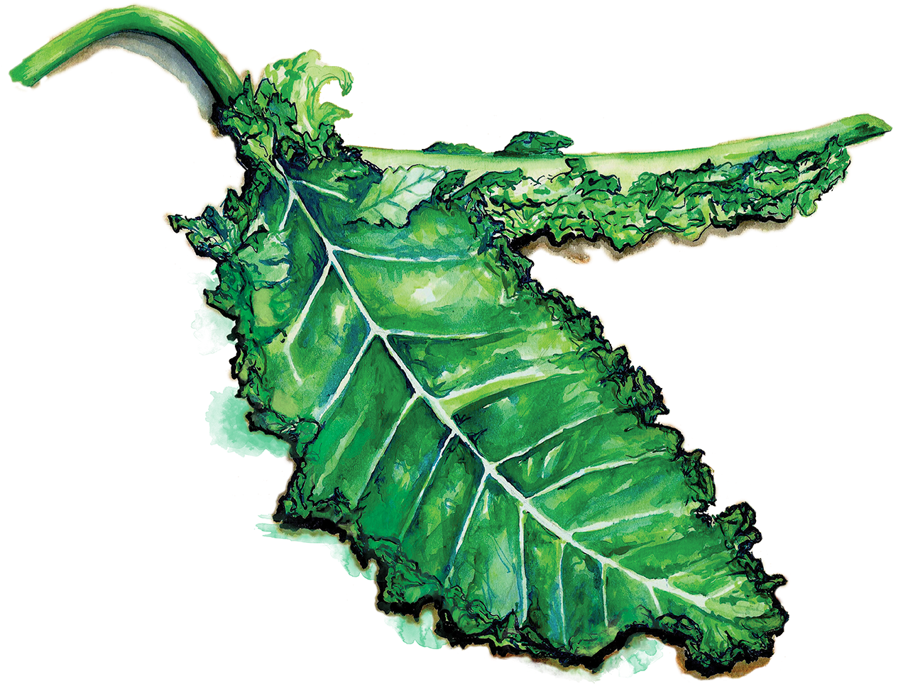 Kale - Massachusetts (1280x997), Png Download