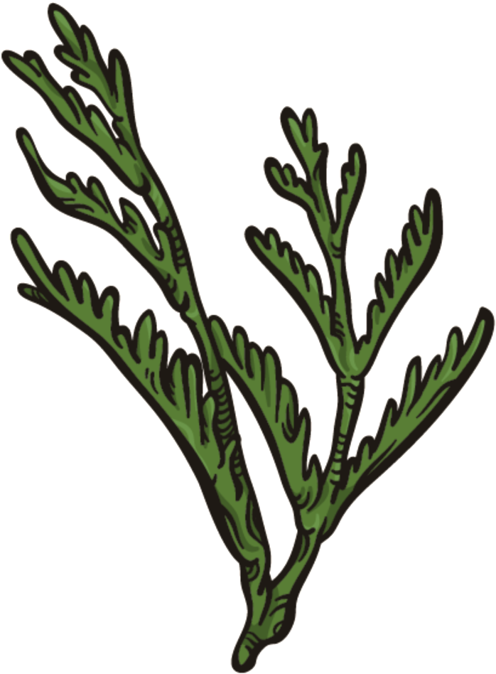 Dark Green Coral Grass Png Transparent - Coral (1024x1024), Png Download