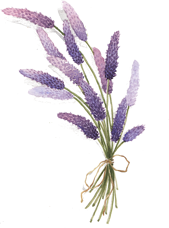 Visit - Lavender Drawing Png (888x983), Png Download