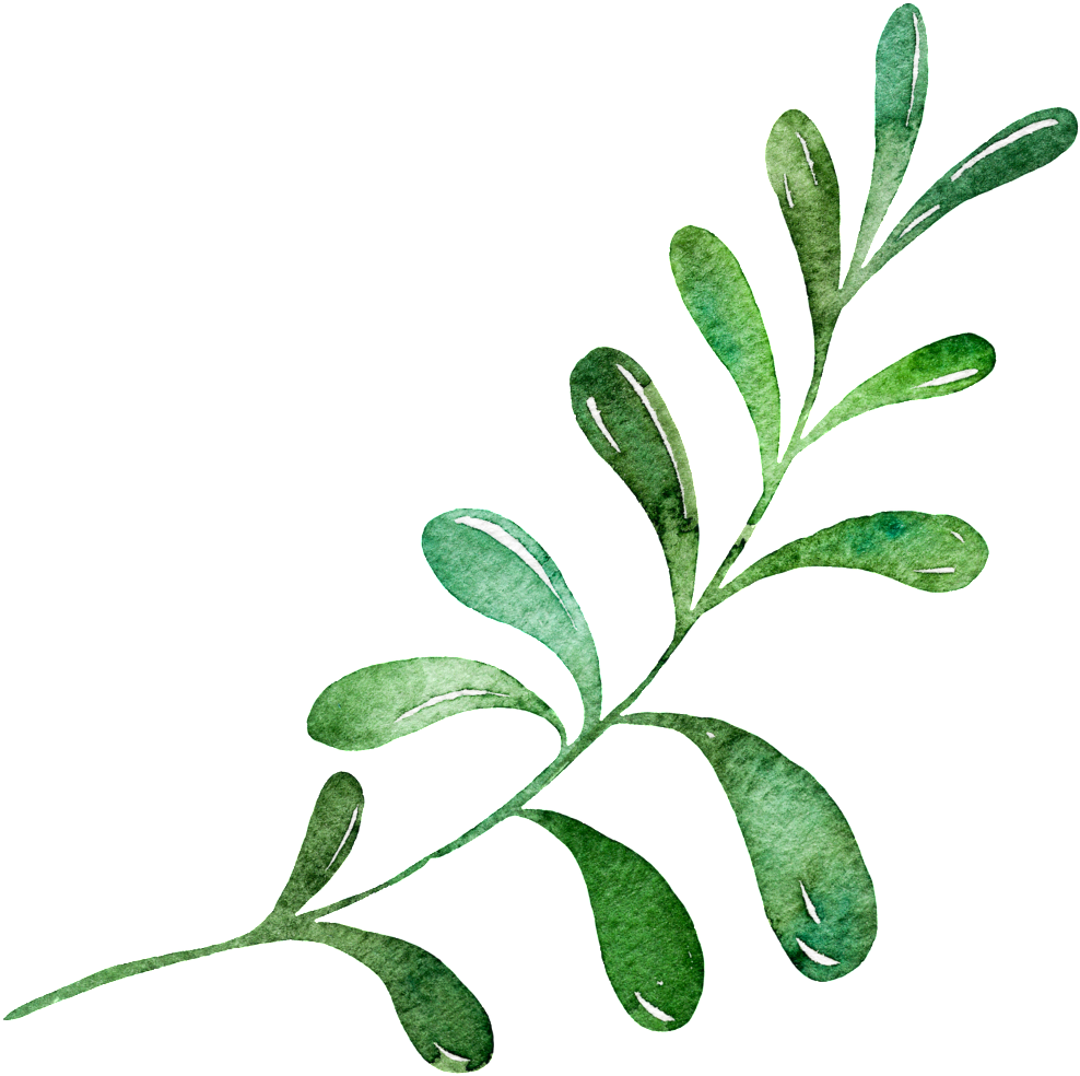 Hand Painted Realistic Green Leaf Transparent Decorative - 手繪 葉子 (1024x1001), Png Download