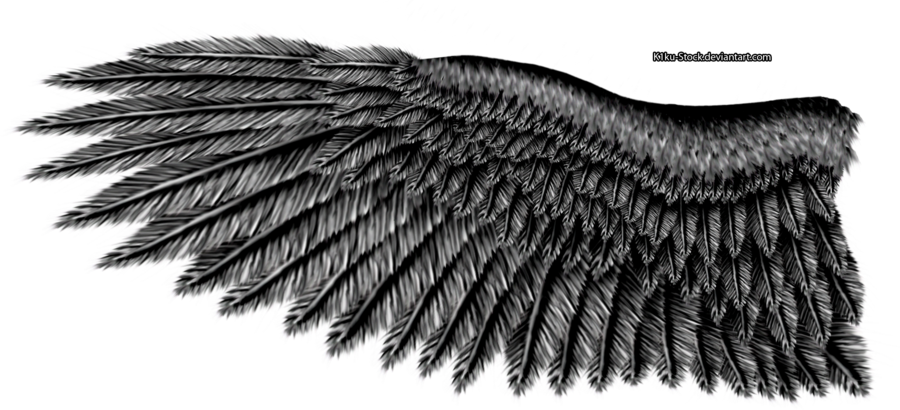 Steel Eagle By K Ku Stock On - Eagle Wing Black And White (900x410), Png Download