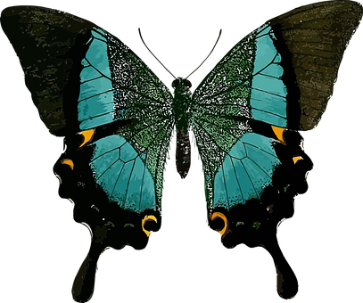 Animal Butterfly Insect Nature Butterfly B - Butterfly Line Of Symmetry (407x340), Png Download