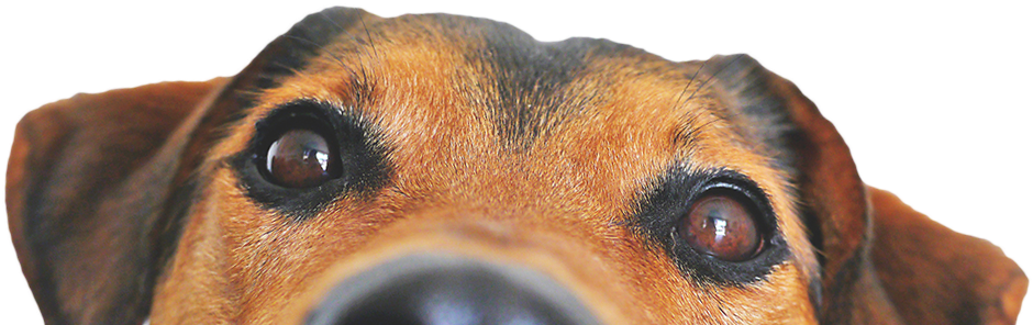 Dogface-tilt - Dog Food Recipes, The Dogs Dinner: Home Made Food And (1000x810), Png Download