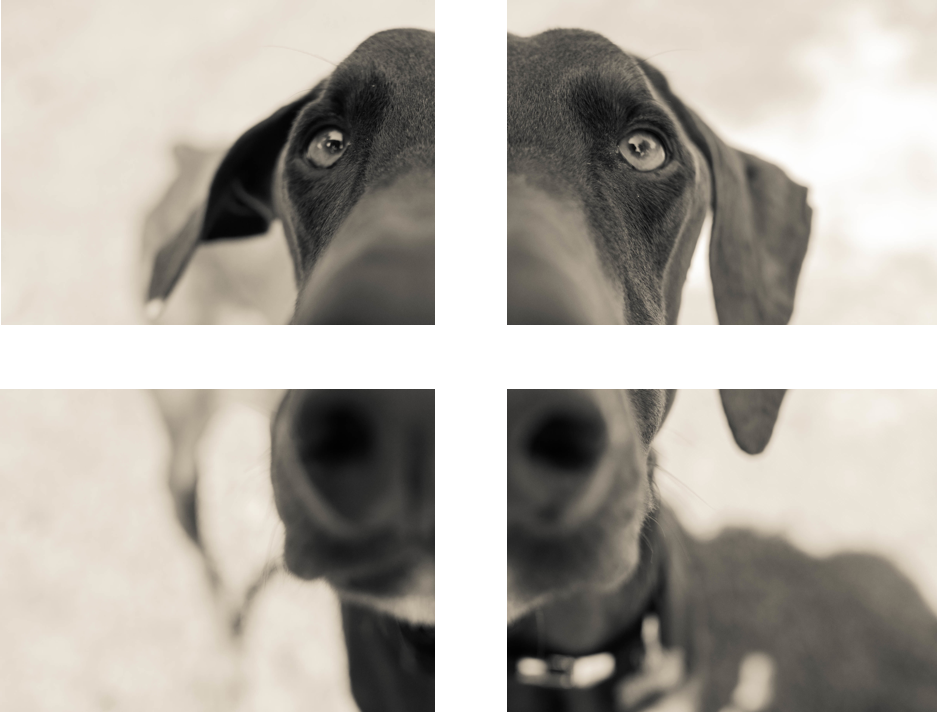 Four Print Squares - Companion Dog (937x712), Png Download
