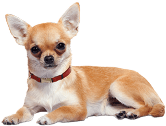 Chihuahua Lying Down - Chihuahua Puppies (400x400), Png Download