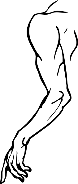 Arm Cliparts - Arm Clip Art (252x589), Png Download