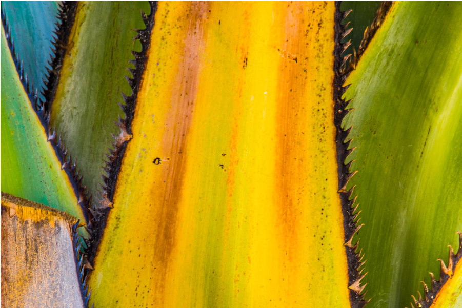 Orchids (1000x1000), Png Download