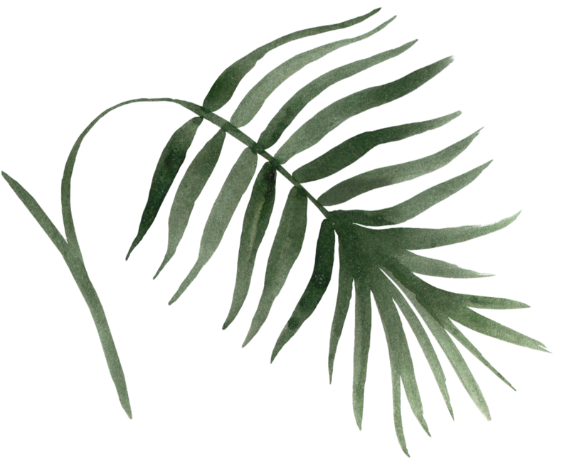 Natalie Webelements Leaf1 - Areca Palm Poster, 30x42 Cm, Posters, Prints Rikten (800x711), Png Download