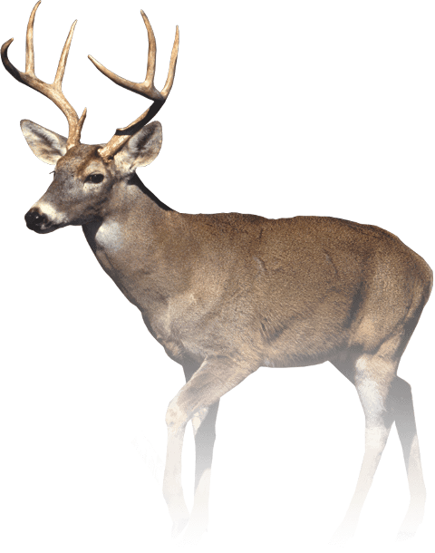 Still No Eyed Deer Joke (480x610), Png Download