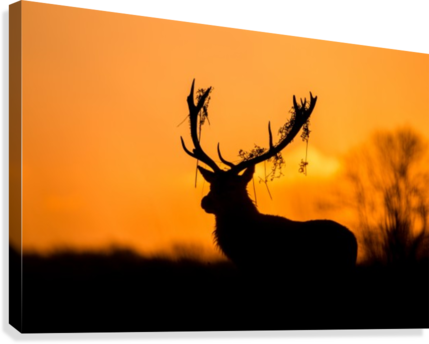 Stag Silhouette Png Download - Trademark Art 'red Deer Stag Silhouette' Photographic (429x344), Png Download