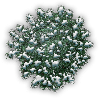 39 310k Tree, Snowy Pine C 06 Feb 2009 - Sabal Minor (420x413), Png Download