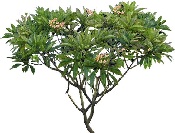 Plumeria Tree Png - Plumeria Alba Tree Png (600x457), Png Download