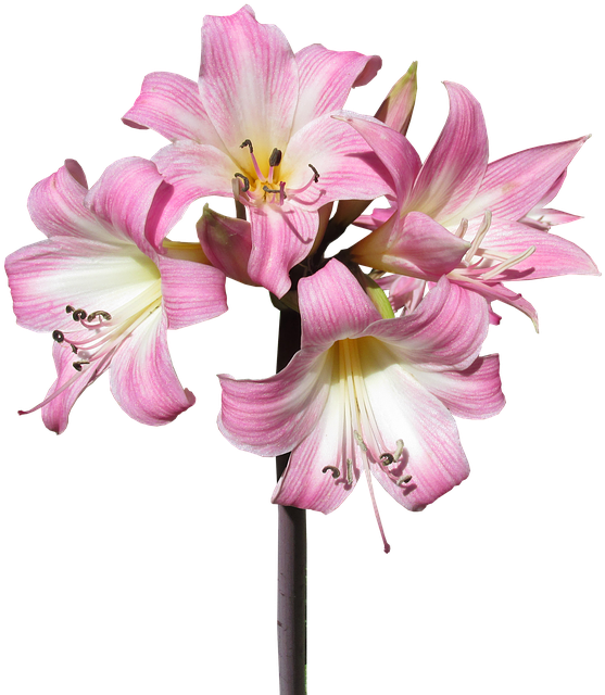 Belladonna, Lily, Flower, Summer, Bloom - Fêtes De Mères Png (584x640), Png Download