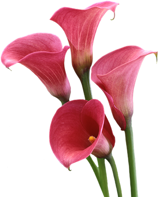 Go To Image - Lily Flowers Pink Pic Trasparent (600x500), Png Download