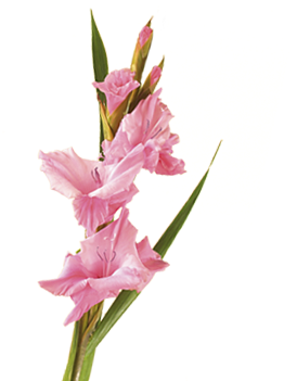 Shop For Lily - Gladiolus Flower Png (400x350), Png Download