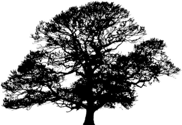 Oak Tree Silhouette Png (640x430), Png Download