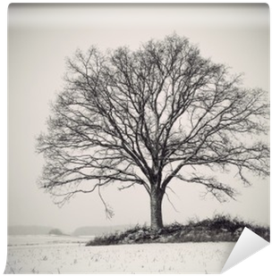 Oak (400x400), Png Download