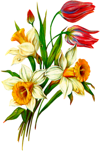 Flower Drawings, Botanical Flowers, Botanical Prints, - Советские Открытки К 8 Марта (339x500), Png Download