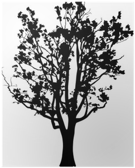 Old Oak Tree Silhouette Isolated On White Poster • - Oak (400x400), Png Download