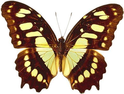 Png Transparent Brown And Yellow Real Butterfly Clipart - Siproeta Stelenes (485x375), Png Download
