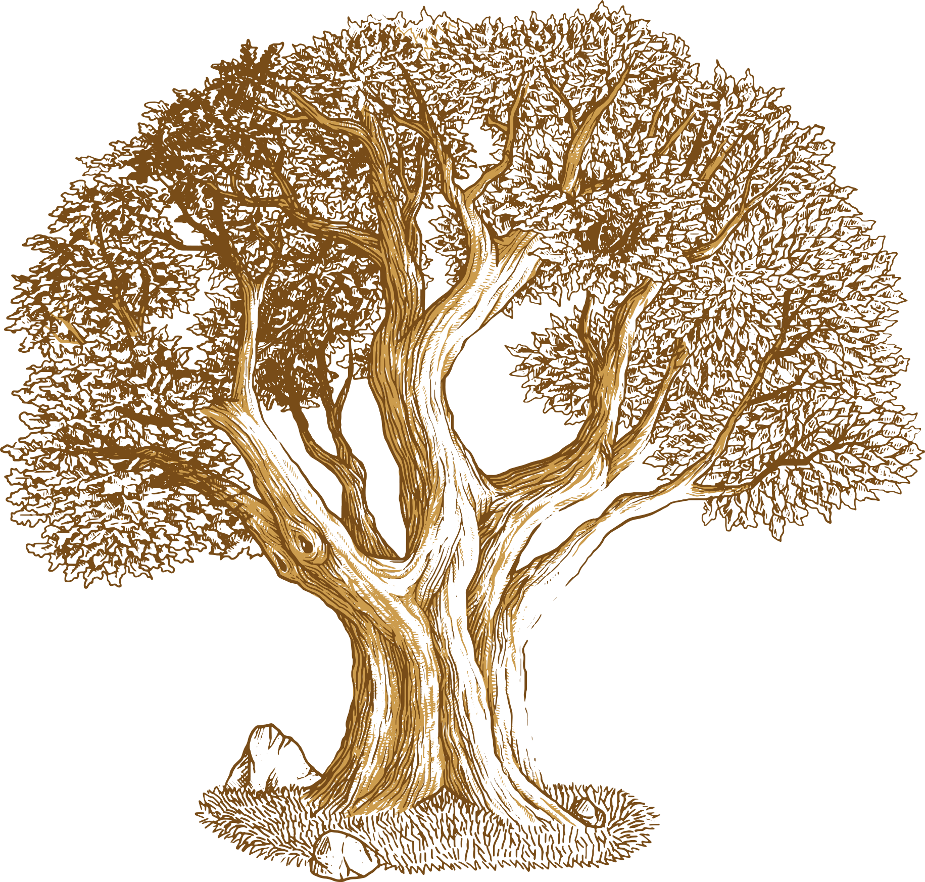 Euclidean Vector Tree Southern Live Oak - Desenho De Um Carvalho (1831x1745), Png Download