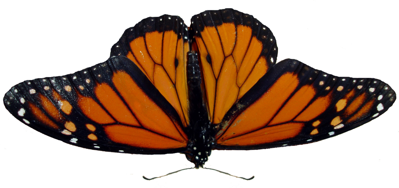 Butterfly Png Image - Angangueo (1600x755), Png Download