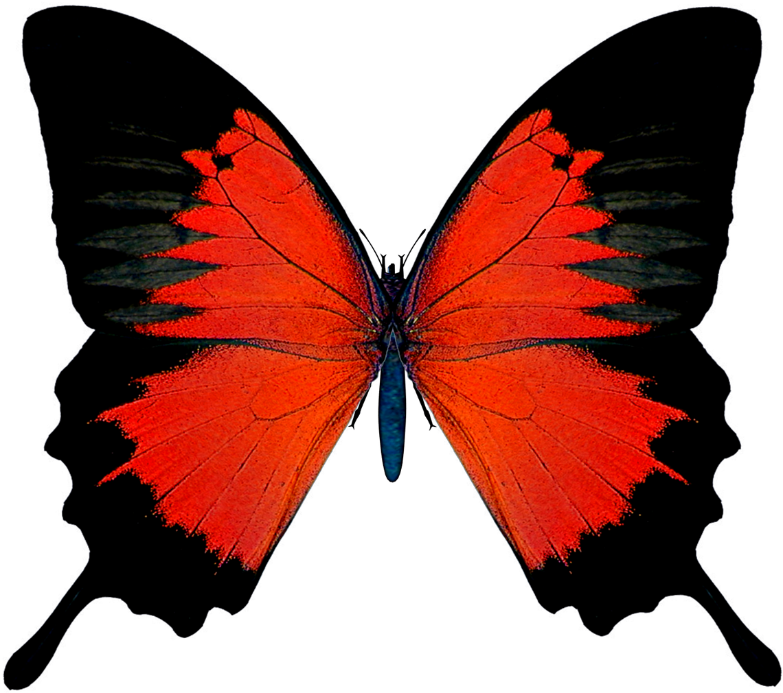Black And Red Butterfly Png Picture - Lupus 911: How To Beat The Incurable Disease That Killed (1200x1076), Png Download