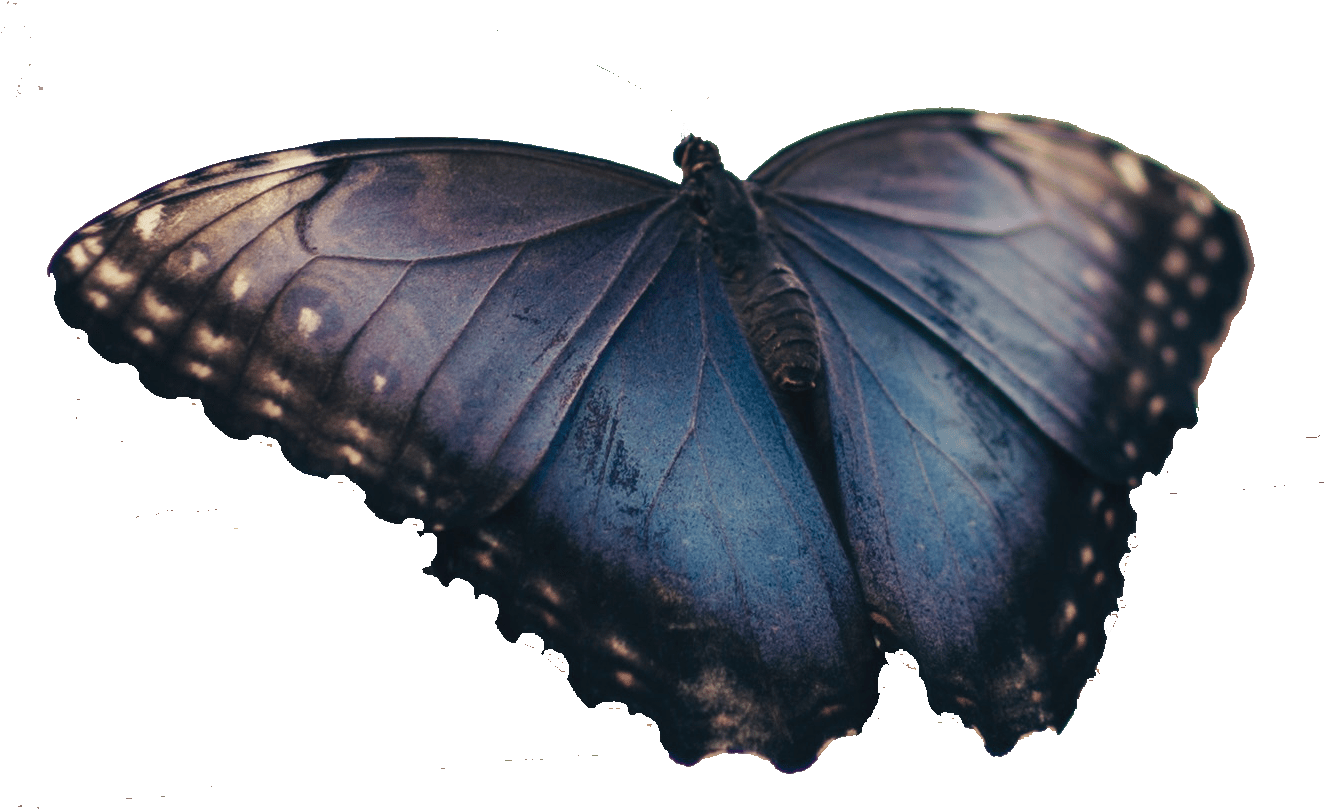 Real Blue Butterfly - Brush-footed Butterfly (1327x847), Png Download