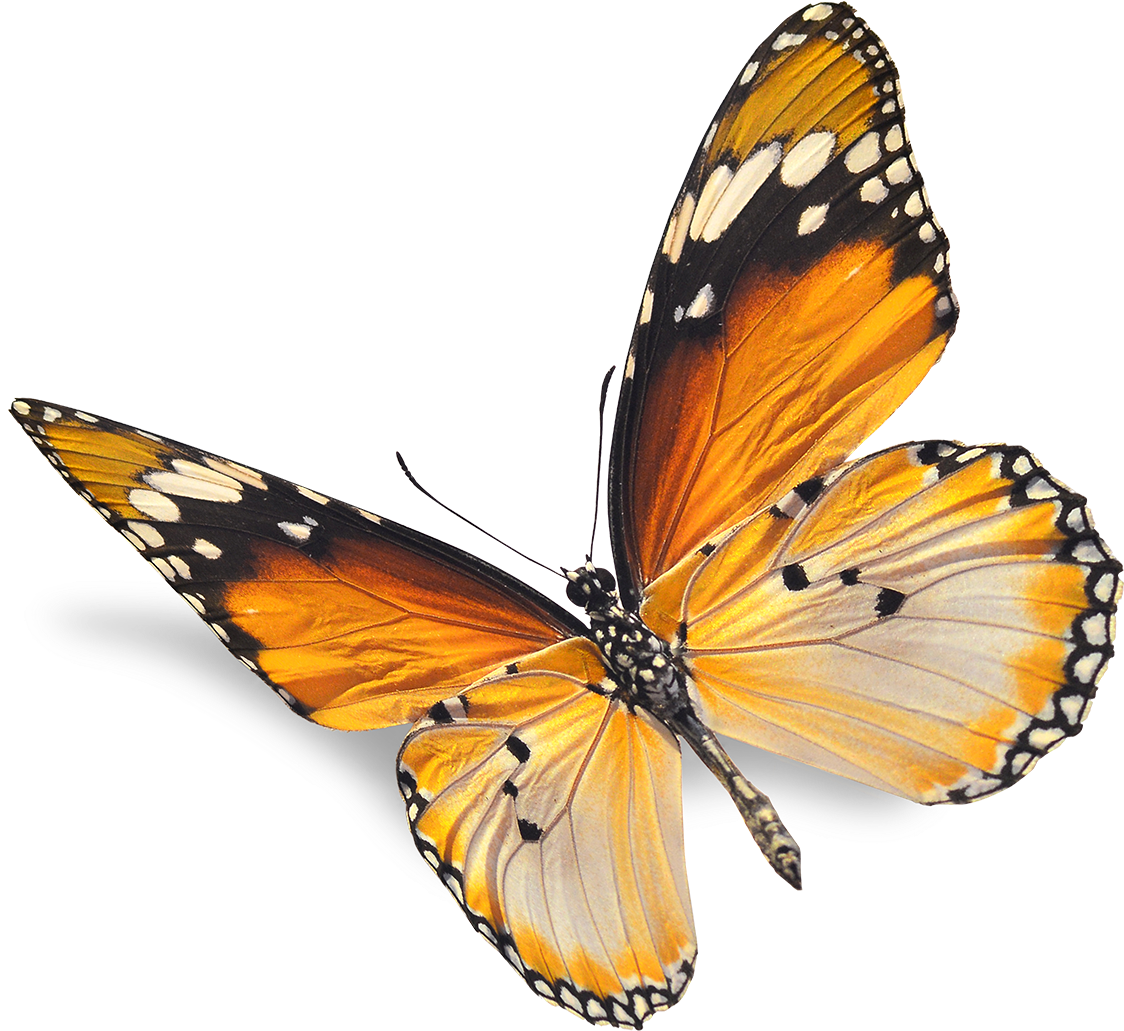 Fortwhyte Alive Offers A Beautiful Natural Setting - Natural Images Png (1147x1056), Png Download