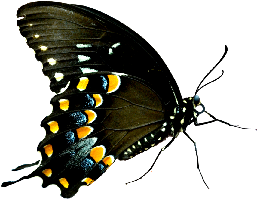 Butterflies Swarm Png - Imagenes De Mariposas Png (1600x1067), Png Download