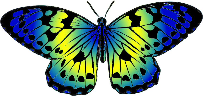 Colored Butterfly Png - Butterfly Blue And Yellow (893x591), Png Download